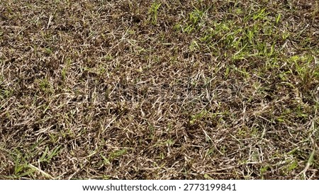 Close-up overhead view of a dry, dormant lawn during a summer drought or winter season, featuring parched brown grass texture with sparse green sprouts emerging from the soil