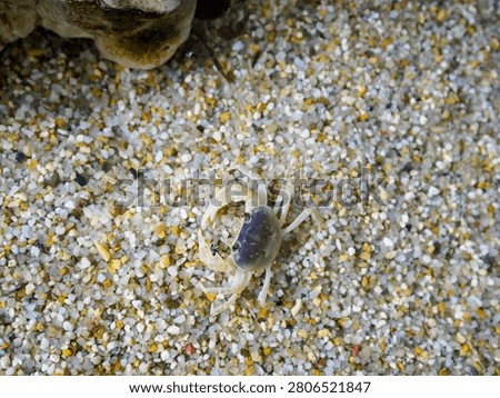 A close-up, overhead view of a small, cute freshwater crab walking on colorful gravel.
