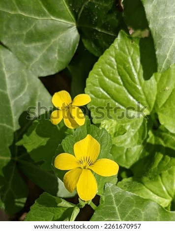 Close-up overhead view of stream violet (Viola glabella) flowers with leaves and other foliage in the background.