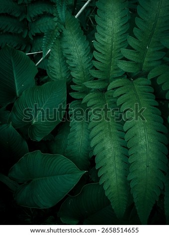 Close-up of overlapping tropical leaves with dramatic lighting and texture. Great for natural-themed wallpapers or design backdrops.