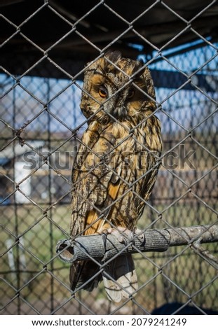Close-up of an owl in a zoo cage