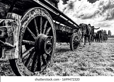 Closeup of an ox-wagon and bullocks resting on a field at Sandstone Estates