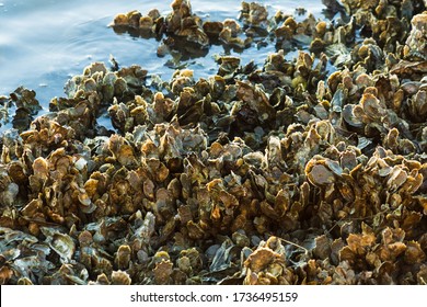 Closeup of oyster clusters at low tide