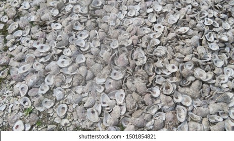 A closeup of oyster shells that line the shore of Galveston Bay in Crystal Beach, Texas on Bolivar Island.