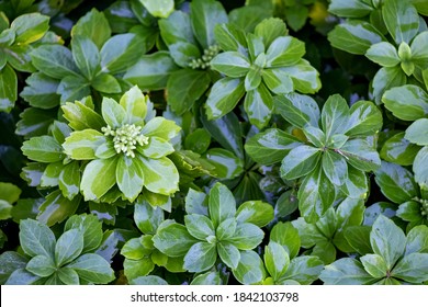 Japanese Spurge Images Stock Photos Vectors Shutterstock