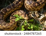 Close-up of Pacific gopher snake (Pituophis catenifer catenifer)