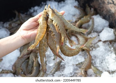 Closeup Pacific White Shrimps Or Litopenaeus Vannamei On Hand In Front Of The Aquaculture Pond , Fresh Prawn Harvesting In Shrimp Farming