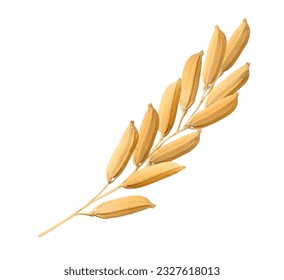 Close-up paddy rice ears isolated on white background. - Shutterstock ID 2327618013