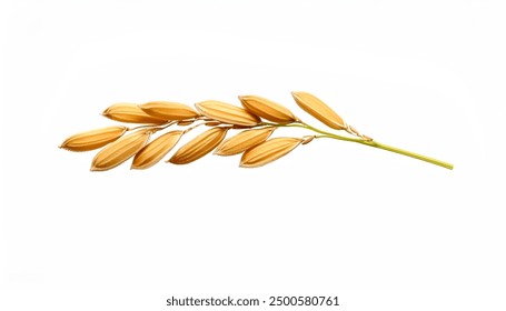 Close-up paddy rice ears isolated on white background. - Powered by Shutterstock