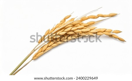 Close-up paddy rice ears isolated on white background.
