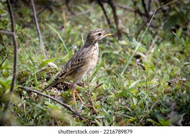 close-up of paddyfield pipit perching on grassy field