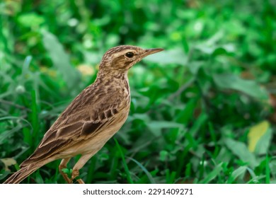 close-up of paddyfield pipit perching on grassy field