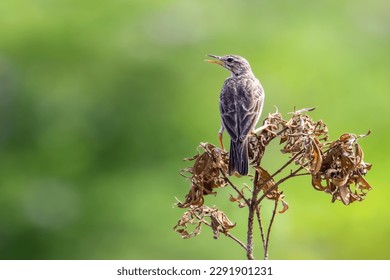 close-up of paddyfield pipit perching on tree
