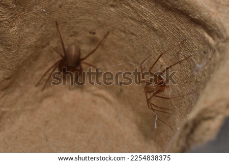 Closeup of a pair after mating (with male right and female left) of the Mediterranean recluse spider Loxosceles rufescens (Araneae: Sicariidae), a medically important spider with cytotoxic venom.