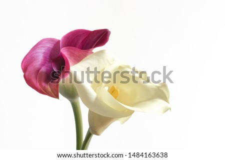 Close-up of a pair of Calla flowers, white and pink. Calla is a very elegant, delicate, decorative, stylish flower. 
