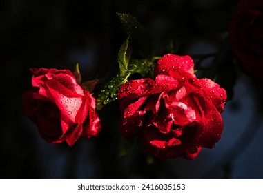 Closeup of a pair of dark red roses partially in shadow with water droplets on the petals and dark blue and black bokeh background - Powered by Shutterstock