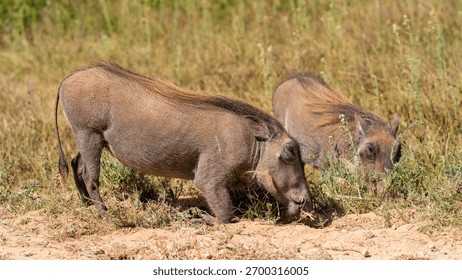 Closeup of a pair of warthogs feeding on roots, Addo Elephant National Park, South Africa