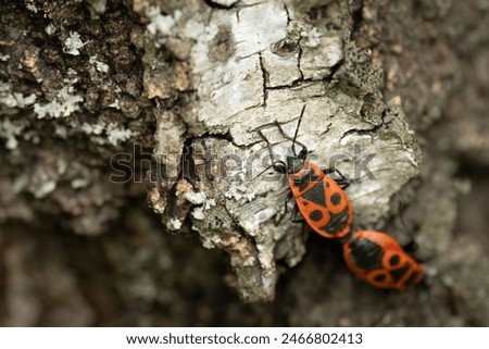 Close-up of pairing firebugs (pyrrhocoris apterus), Belgium