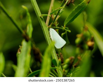 Close-up of a pale green moth resting on a green leaf amidst lush foliage. - Powered by Shutterstock