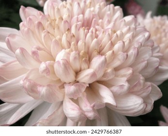 Close-up of pale pink dahlia flowers - Powered by Shutterstock