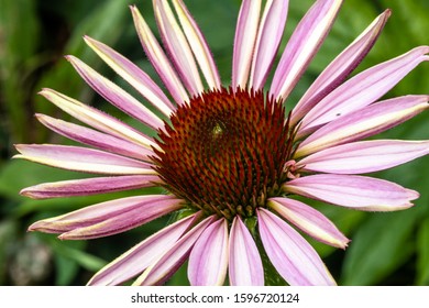 Close-up Of Pale Pink Tennessee Purple Coneflower Petal With Brown Spiny Pollen. Asteraceae. Macro Photography. Abstract Nature Background.