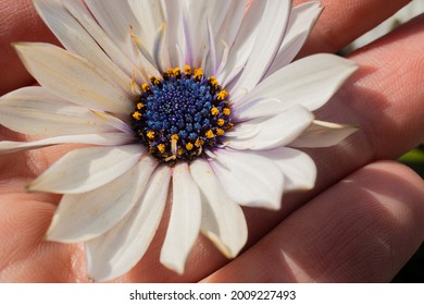 Close-up. Pale Purple African Daisy Flower In A Hand Of A Person. Natural Remedies Concept, Tenderness, Usonia.