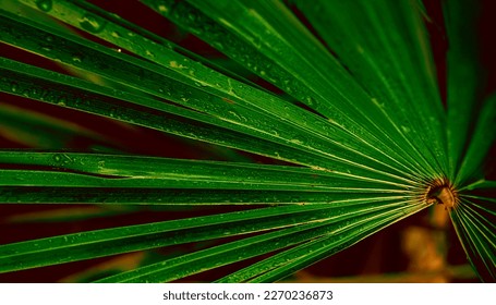 Close  up palm leaf after rain drops shimmer the leaves small depth field copy space abstract texture the sheet dark green background  the concept freshness in wallpaper design poster 