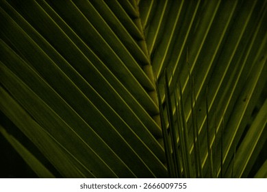 Close-up of a palm leaf with dramatic lighting that highlights its texture and symmetrical lines, creating a bold and natural aesthetic.