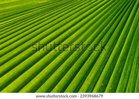 Close-up of a palm leaf. The leaf is green and has a fan-shaped texture. The leaflets are arranged in a palmate pattern, meaning that they radiate out from a central point