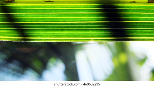closeup palm leaf texture