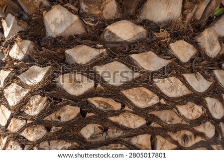 Close-up of palm tree bark texture highlighting natural patterns and earthy tones.