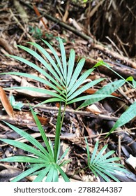 A close-up palm tree grows randomly in the middle of a tropical rainforest and the ground is filled with dry, black, rotting leaves.