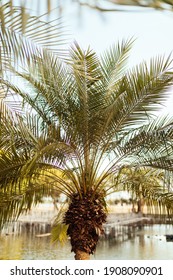 Closeup Of A Palm Tree In Tropical Savanna Climate