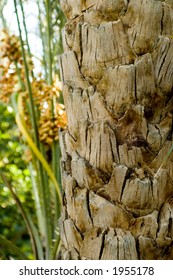 Closeup of palm tree trunk, date palms over blue sky behind