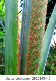Close-up of palm tree trunks, showcasing smooth green surfaces with fibrous orange strands lining the edges.