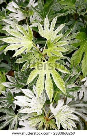 Similar – Image, Stock Photo shiny spider web with water droplets