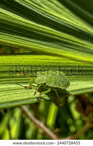 Close-up of Palomena Prasina greeb bug on a leaf