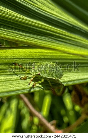 Close-up of Palomena Prasina greeb bug on a leaf