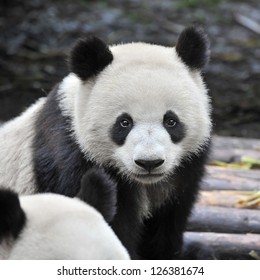 Closeup of panda bear