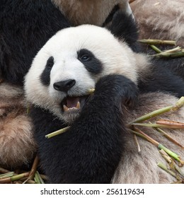 A panda bear is sitting on a green background. Premium AI-generated image