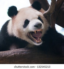 Closeup Of Panda Bear Roar