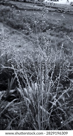 closeup of Panicum Capillare edited for colour modification