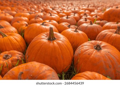Close-up panoramic view of multiple orange pumpkins (Cucurbita pepo) lying on grassy ground, fall harvest scene, natural outdoor daylight with shallow depth of field, seasonal agriculture stock photo
