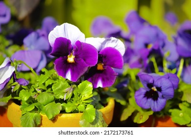 Closeup of pansy flowers growing in ceramic and clay pots in home garden or greenhouse. Purple, white, blue and black hybrid viola tricolor plants blossoming and blooming. Horticulture and gardening