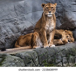 A Closeup Of Panthera Leo Leos