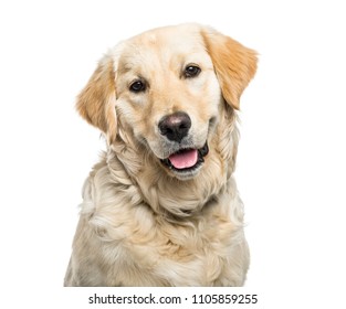 Close-up of a panting Golden retriever dog, isolated - Shutterstock ID 1105859255