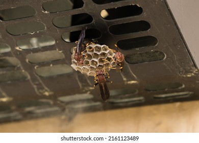 Close-up of paper wasps building a honeycomb nest.