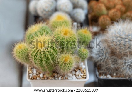 Close-up of Parodia cactus (Eriocactus), A clumping succulent plant with cylindrical-shaped and yellow sharp spines. The ornamental plant for decorating in the rock garden or potted plants.