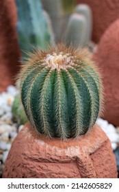 Close-up Of Parodia Cactus (Eriocactus), A Succulent Plant With A Green Stem, Round-shaped, Spike, And Wool On Top. The Ornamental Plants On A Terracotta Pot In The Rock Garden.