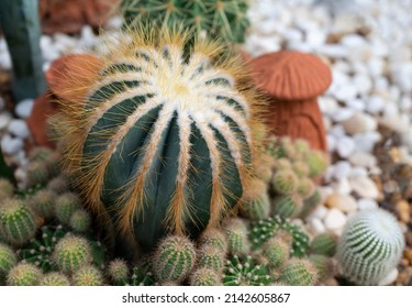 Close-up Of Parodia Cactus (Eriocactus), A Succulent Plant With A Green Stem, Round-shaped, Spike, And Wool On Top. The Ornamental And Desert Plants For The Rock Garden.